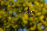 Rostgumpsvala - Red-rumped Swallow