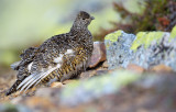 Fjllripa - Rock Ptarmigan