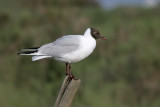 Gabbiano comune ( Black headed gull)_1019.jpg