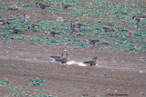 Oca-lombardella (White-fronted Goose) -3b--a017.jpg