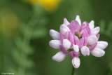 Cornetta ginestrina (Coronilla varia )a005.jpg