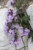 Acino alpino (Acinus alpinus).jpg