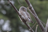 Civetta nana (Pygmy owl)_a035.jpg