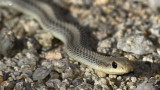 Desert Patch-nosed Snake