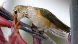 Rufous Hummingbird