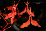 Renanthera imschootiana