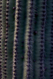 Saguaro