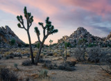 Joshua Tree NP