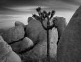 Joshua Tree NP