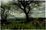 Trees and Dartmoor.