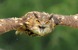 Eagle Owl_2773.jpg
