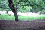 52neals 040whitetailed deer.jpg
