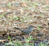 54Neals 121graycatbird.jpg