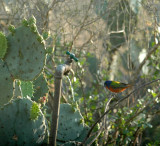 55neals 007paintedbunting.jpg