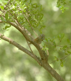 58neals 199lincolns Sparrow in Warbler Tree.jpg