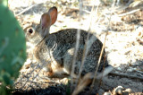 63cooks 079cottontail.jpg