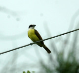 711cooks 022GreatKiskadee.jpg
