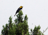 47NealsCooks 152goldencheekedwarbler.jpg