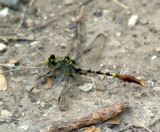 65cooks 026clubtail.jpg