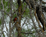 DSC_0078paintedbunting.jpg