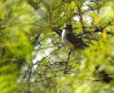 73uvaldecounty 038browncrestedflycatcher.jpg