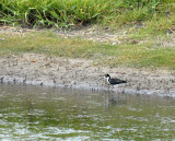 73uvaldecounty 129blackneckedstilts.jpg