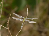 73uvaldecounty 134commonpondhawk.jpg