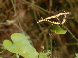 75cooks 04giantswallowtail.jpg