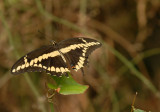 75cooks 043tailess Giant Swallowtail.jpg