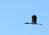 76cooks 013woodstork.jpg