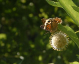 76cooks 157commonbuckeyebuttonbush.jpg