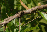 76cooks 162robberfly.jpg
