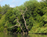 76cooks 164magictree.jpg
