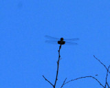 76cooks 168redsaddlebags.jpg