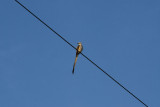 DSC_0011.jpg