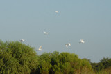 DSC_0053.jpg