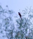 712cooks 085paintedbunting.jpg