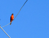 726cooksgliders 067paintedbunting.jpg