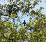 726cooksgliders 073bluegrosbeaks.jpg