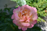 Flower at the Garden Tomb