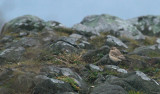 Isabelline Wheatear / Isabellastenskvtta (Oenanthe isabellina)