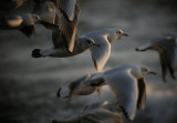 Common Gull / Fiskms (Larus canus)