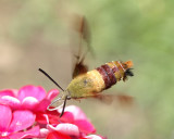 Hummingbird moth