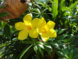 garden  flowers.jpg