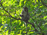 Long Tailed Macque in Mangrove swamp,  Krabi.jpg