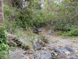 Jungle trail in Kaeng Krachen.jpg