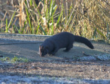 mink.jpg