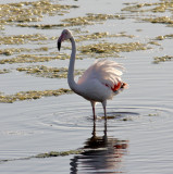 Greater flamingo.jpg