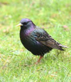 starling