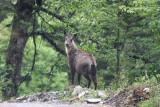 chinese goral